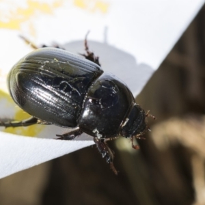 Heteronychus arator at Higgins, ACT - 28 Oct 2018