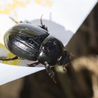 Heteronychus arator (African black beetle) at Higgins, ACT - 27 Oct 2018 by Alison Milton