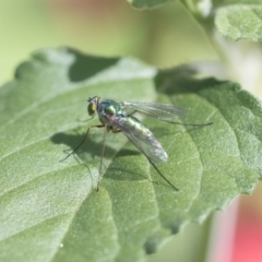 Dolichopodidae sp. (family) (Unidentified Long-legged fly) at Higgins, ACT - 27 Oct 2018 by Alison Milton