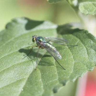 Dolichopodidae (family) (Unidentified Long-legged fly) at Higgins, ACT - 27 Oct 2018 by Alison Milton