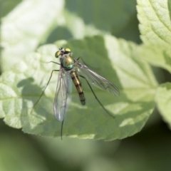 Dolichopodidae (family) at Higgins, ACT - 28 Oct 2018