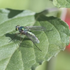 Dolichopodidae (family) at Higgins, ACT - 28 Oct 2018