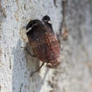 Platybrachys decemmacula at Higgins, ACT - 28 Oct 2018