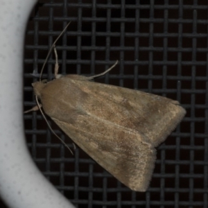 Helicoverpa (genus) at Higgins, ACT - 12 Sep 2018