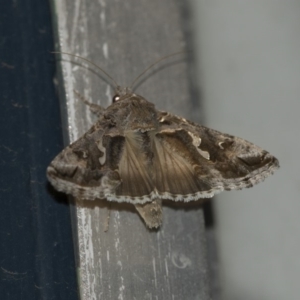 Chrysodeixis argentifera at Higgins, ACT - 12 Sep 2018 08:27 PM