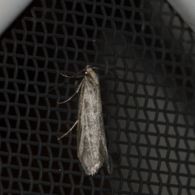 Philobota (genus) (Unidentified Philobota genus moths) at Higgins, ACT - 12 Sep 2018 by Alison Milton