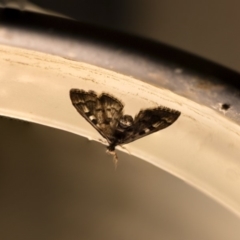 Nacoleia rhoeoalis (A Crambid moth (Spilomelinae) at Higgins, ACT - 22 Oct 2018 by AlisonMilton