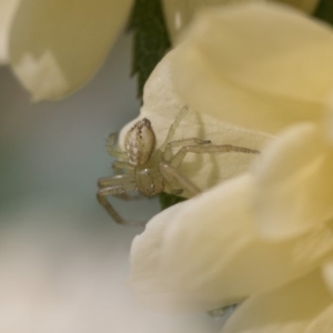 Thomisidae (family) at Higgins, ACT - 28 Oct 2018