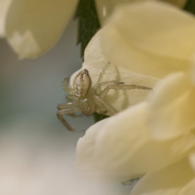 Thomisidae (family) (Unidentified Crab spider or Flower spider) at Higgins, ACT - 27 Oct 2018 by Alison Milton