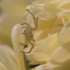 Thomisidae (family) at Higgins, ACT - 28 Oct 2018