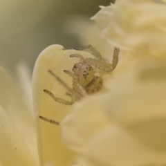 Thomisidae (family) at Higgins, ACT - 28 Oct 2018 10:01 AM