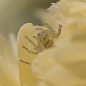 Thomisidae (family) at Higgins, ACT - 28 Oct 2018 10:01 AM