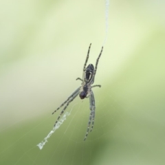 Plebs bradleyi (Enamelled spider) at Higgins, ACT - 27 Oct 2018 by Alison Milton