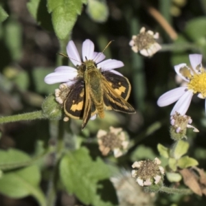 Ocybadistes walkeri at Higgins, ACT - 28 Oct 2018 09:43 AM