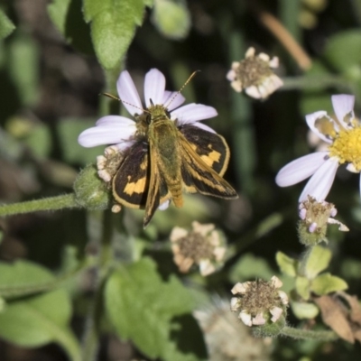 Ocybadistes walkeri (Green Grass-dart) at Higgins, ACT - 28 Oct 2018 by AlisonMilton