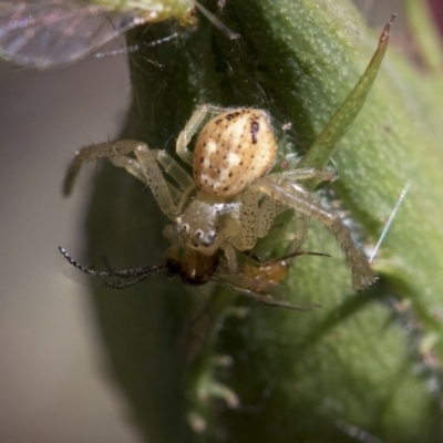 Australomisidia sp. (genus) (Flower spider) at Higgins, ACT - 27 Oct 2018 by AlisonMilton
