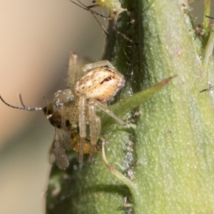 Australomisidia sp. (genus) at Higgins, ACT - 28 Oct 2018