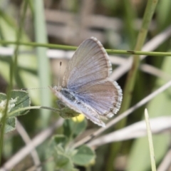 Zizina otis (Common Grass-Blue) at Michelago, NSW - 17 Nov 2018 by Illilanga