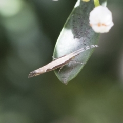 Plutella xylostella (Diamondback Moth) at Illilanga & Baroona - 18 Nov 2018 by Illilanga