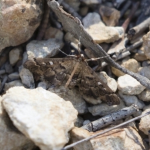 Nacoleia rhoeoalis at Michelago, NSW - 12 Nov 2018