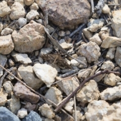 Nacoleia rhoeoalis at Michelago, NSW - 12 Nov 2018