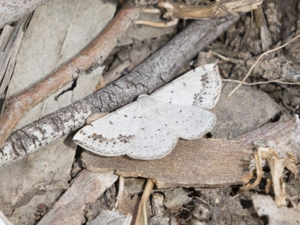 Taxeotis intextata at Michelago, NSW - 10 Nov 2018