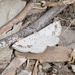 Taxeotis intextata (Looper Moth, Grey Taxeotis) at Michelago, NSW - 9 Nov 2018 by Illilanga