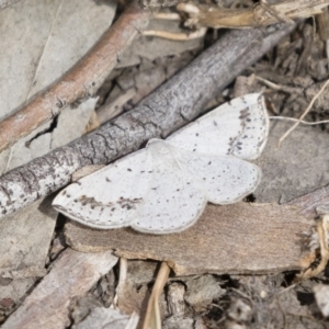 Taxeotis intextata at Michelago, NSW - 10 Nov 2018