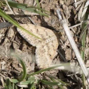 Scopula rubraria at Michelago, NSW - 13 Oct 2018 11:39 AM