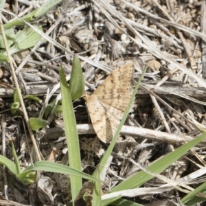 Scopula rubraria at Michelago, NSW - 13 Oct 2018 11:39 AM