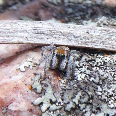 Maratus calcitrans (Kicking peacock spider) at Black Mountain - 18 Nov 2018 by Christine