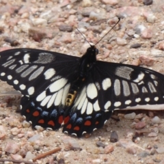 Papilio anactus (Dainty Swallowtail) at Point 4999 - 18 Nov 2018 by Christine