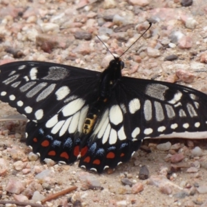 Papilio anactus at Hackett, ACT - 18 Nov 2018