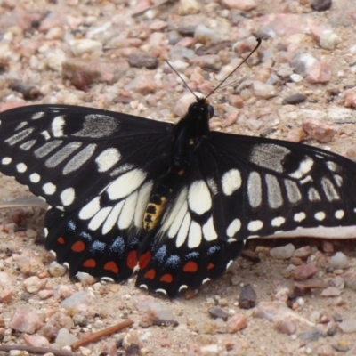 Papilio anactus (Dainty Swallowtail) at Hackett, ACT - 18 Nov 2018 by Christine