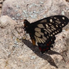 Papilio anactus at Hackett, ACT - 18 Nov 2018 11:34 AM