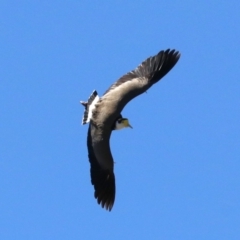 Vanellus miles (Masked Lapwing) at Lake Burley Griffin West - 19 Nov 2018 by jb2602