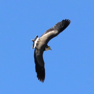 Vanellus miles (Masked Lapwing) at Acton, ACT - 19 Nov 2018 by jb2602