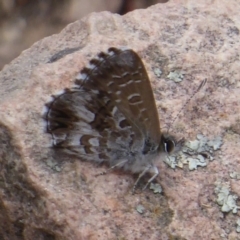 Neolucia agricola (Fringed Heath-blue) at Black Mountain - 18 Nov 2018 by Christine