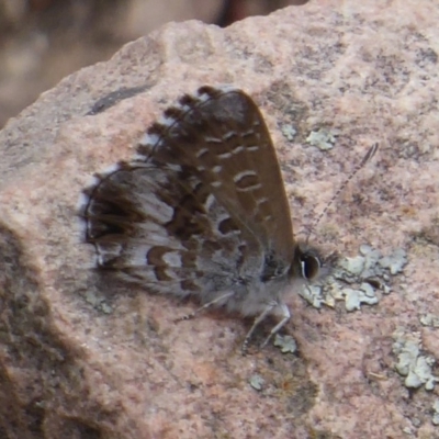 Neolucia agricola (Fringed Heath-blue) at Point 4999 - 18 Nov 2018 by Christine