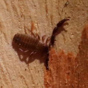 Conicochernes sp. (genus) at Acton, ACT - 19 Nov 2018