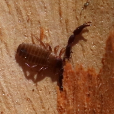 Conicochernes sp. (genus) (Chernetid Pseudoscorpion) at Lake Burley Griffin West - 19 Nov 2018 by jbromilow50