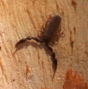 Conicochernes sp. (genus) at Acton, ACT - 19 Nov 2018