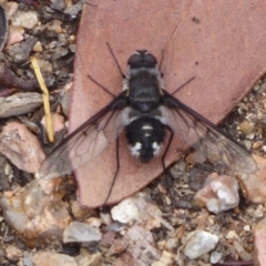 Thraxan sp. (genus) (A bee fly) at Black Mountain - 18 Nov 2018 by Christine