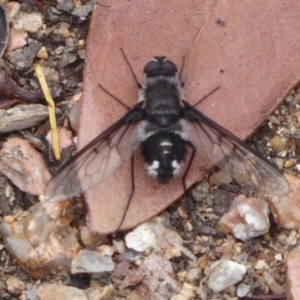 Thraxan sp. (genus) at Hackett, ACT - 18 Nov 2018