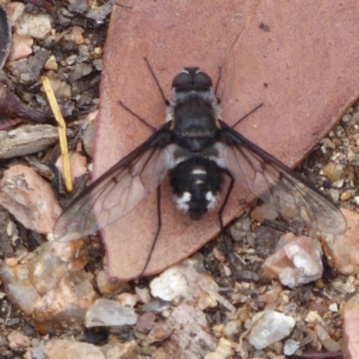 Thraxan sp. (genus) (A bee fly) at Black Mountain - 18 Nov 2018 by Christine