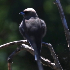 Artamus cyanopterus (Dusky Woodswallow) at Acton, ACT - 19 Nov 2018 by jb2602