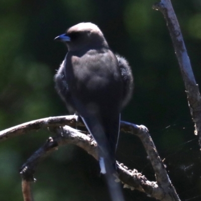 Artamus cyanopterus (Dusky Woodswallow) at Acton, ACT - 19 Nov 2018 by jbromilow50