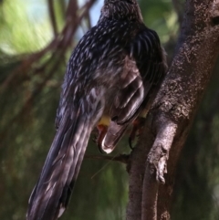 Anthochaera carunculata (Red Wattlebird) at Acton, ACT - 19 Nov 2018 by jb2602