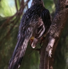 Anthochaera carunculata (Red Wattlebird) at Lake Burley Griffin West - 19 Nov 2018 by jbromilow50