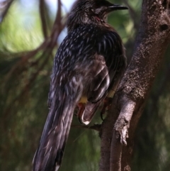 Anthochaera carunculata at Acton, ACT - 19 Nov 2018